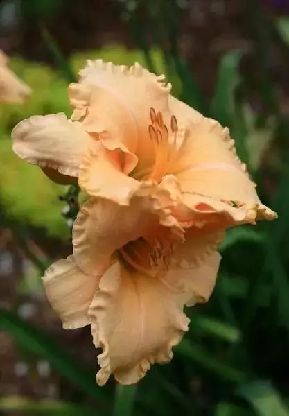 世界顶级奇花异卉,100种奇花异草图