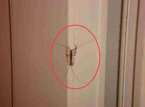 为什么家里有这种虫子就不能打呢,家里进了特别大的虫子找不到了