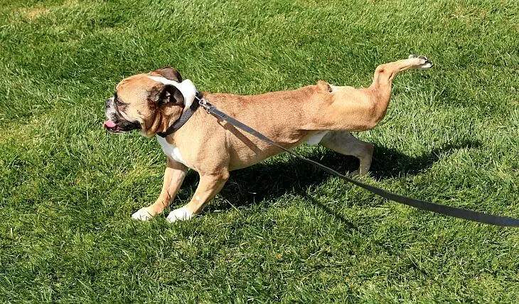 狗狗一生太短我们要好好善待它们,狗狗寿命短总会难过的