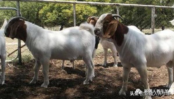 母羊养殖技术及配方,哺乳期母羊怎么饲养管理