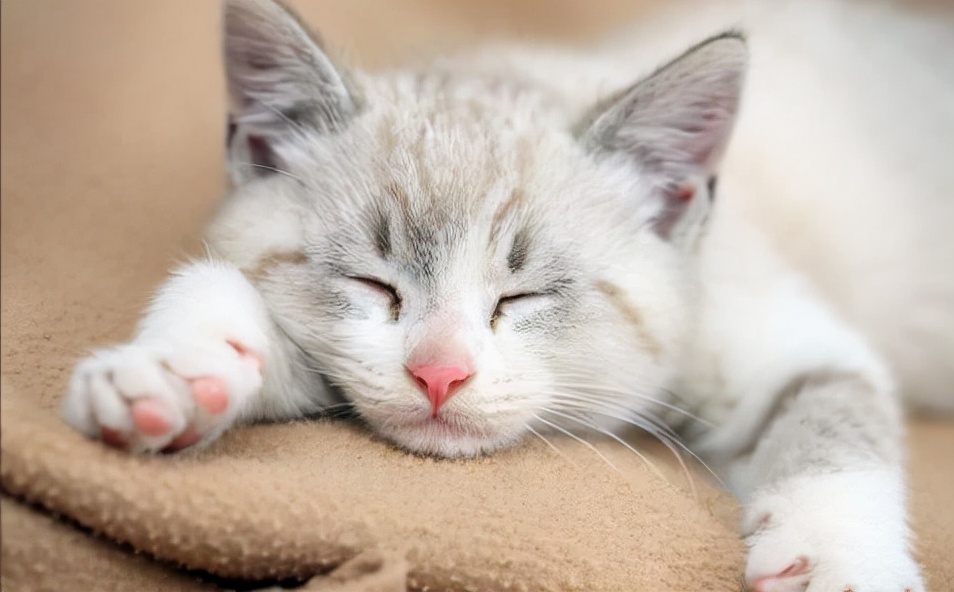 猫咪挑食不吃猫粮很瘦营养不良,挑食猫咪吃什么猫粮