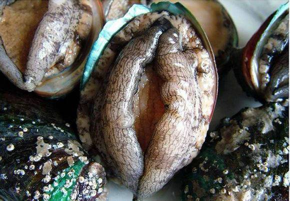 中国海鲜河鲜,市场河鲜海鲜种类大全