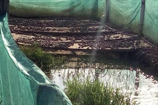 养蛙技术指南青蛙的养殖方法,青蛙养殖一亩一年收益是多少