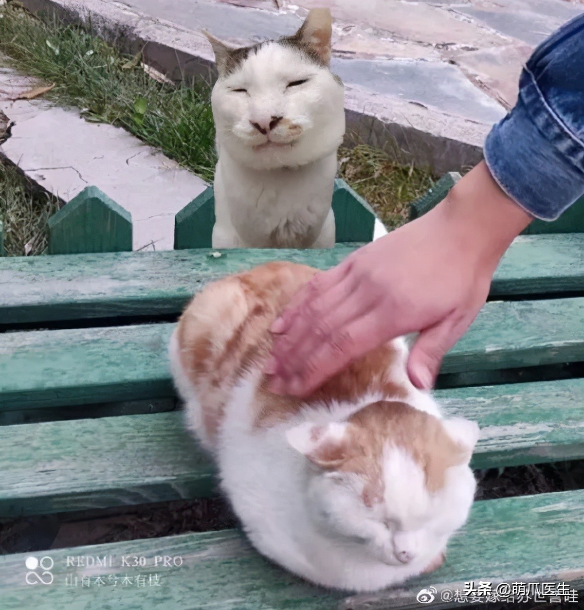 全网最委屈的猫主子,全网最委屈的小奶猫