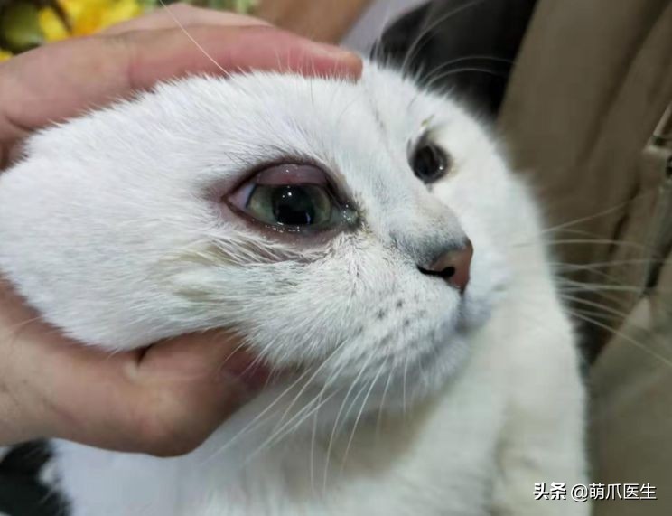 猫咪眼睛有分泌物怎么处理,猫咪眼部常见的疾病及日常护理