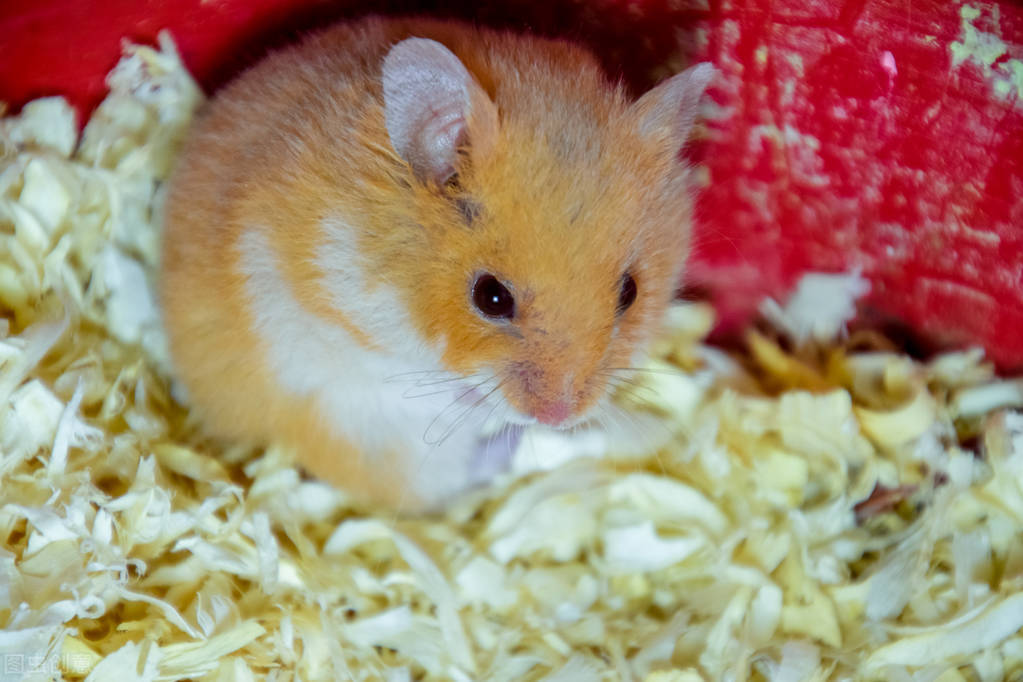 仓鼠到底喜欢吃什么食物,仓鼠不喜欢吃什么食物