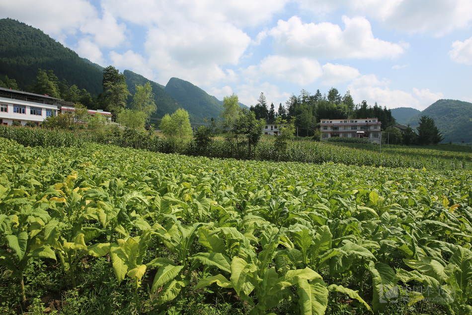 重庆市酉阳县摆手舞,摆手舞重庆