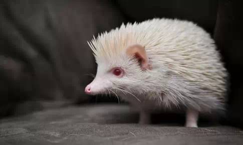 这100种动物你都认识吗,10种从未见过的动物