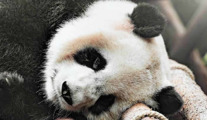 大熊猫在上古时代当过蚩尤的坐骑,蚩尤的坐骑大熊猫片段