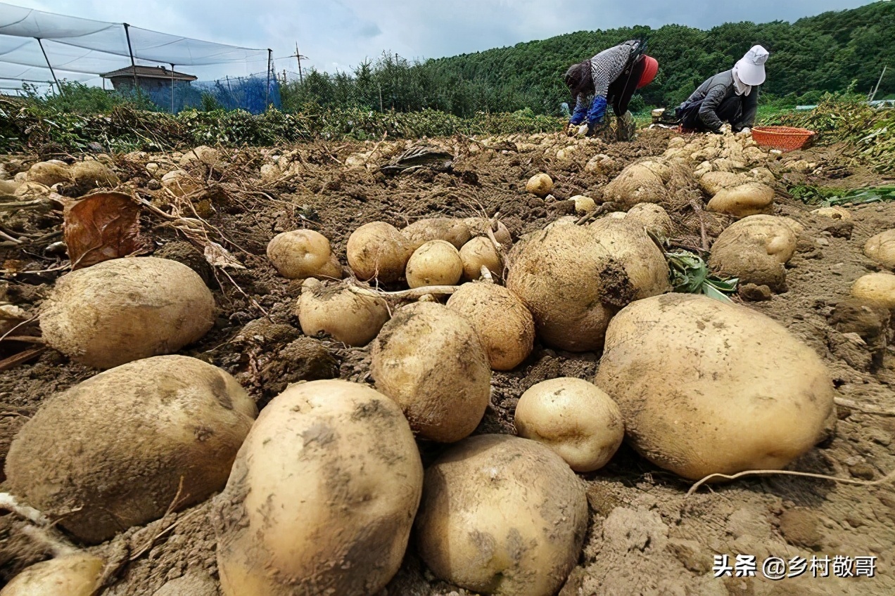 30万斤滞销卖不动怎么办,30万斤滞销不出去怎么办