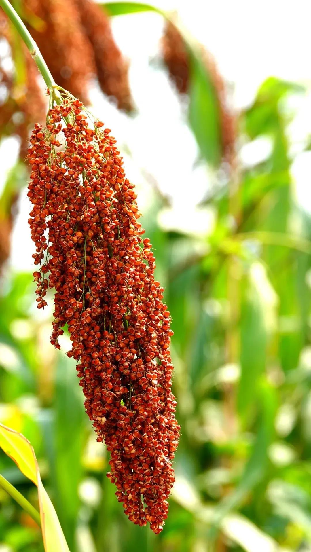 落英缤纷小说阅读,落英缤纷优美词句