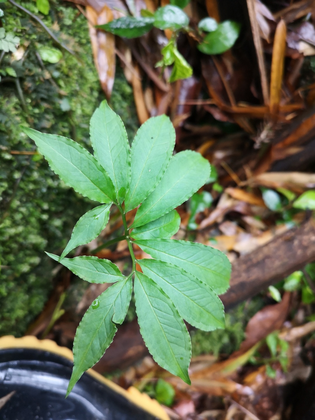 竹林深处探宝——只为了那一棵黄精