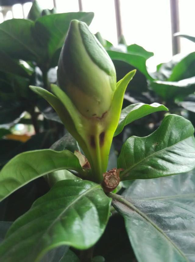 水培栀子花怎么养才开花,栀子花用水培正确养法