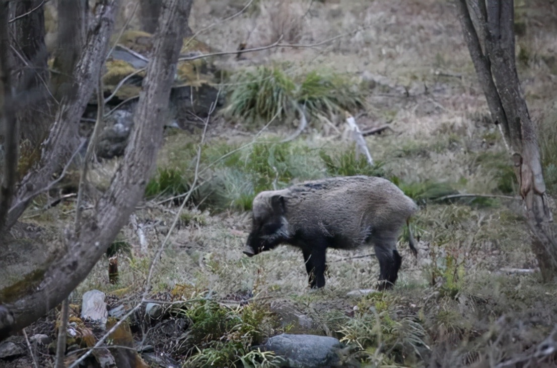 野猪肉要上市了？安徽组建狩猎队，队员猎杀的野猪10元1斤回收