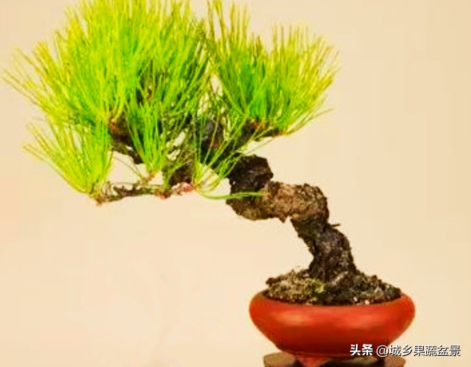 小黑松盆景的造型,黑松盆景各种造型名称及图片