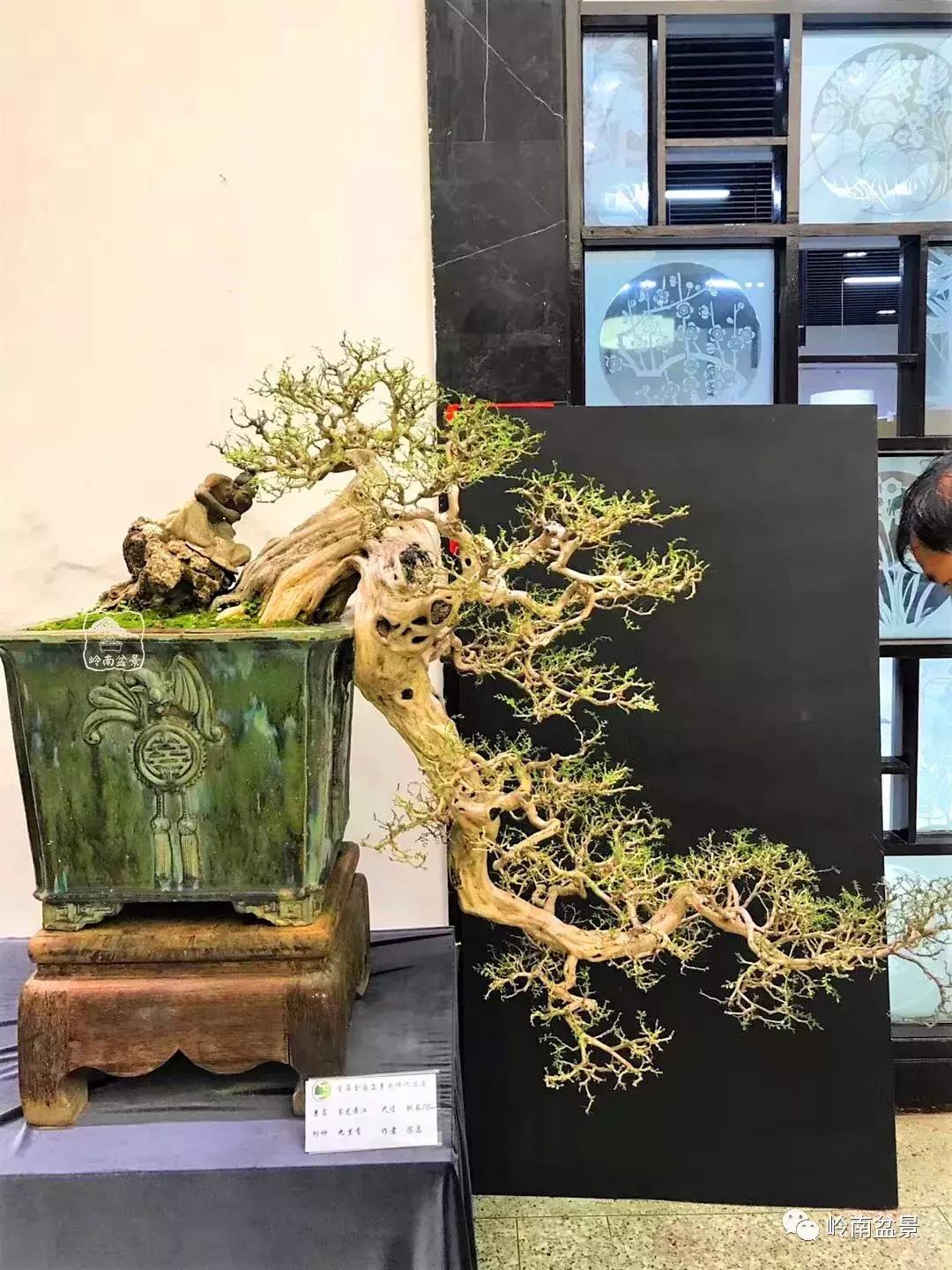 苍劲古朴挺拔有力的老桩盆景欣赏,老态龙钟盆景作品欣赏