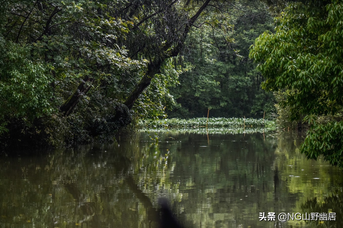 流传近百年的“西溪且留下”,究竟是何种意境?可到杭州亲身感受