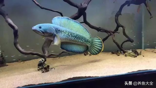 养水母和养鱼哪个难,养鱼真的那么麻烦吗