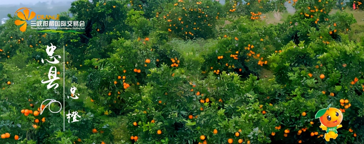 世界柑橘起源地竟在重庆，种植历史超4000年，曾是宫廷贡品