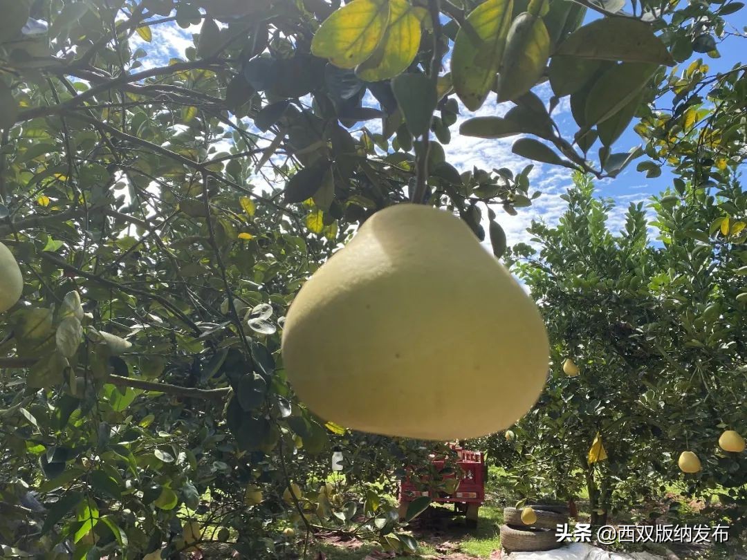 璇辨儜闅炬尅,鍕愪粦鏌氬瓙鍙堝ぇ鍙堢敎