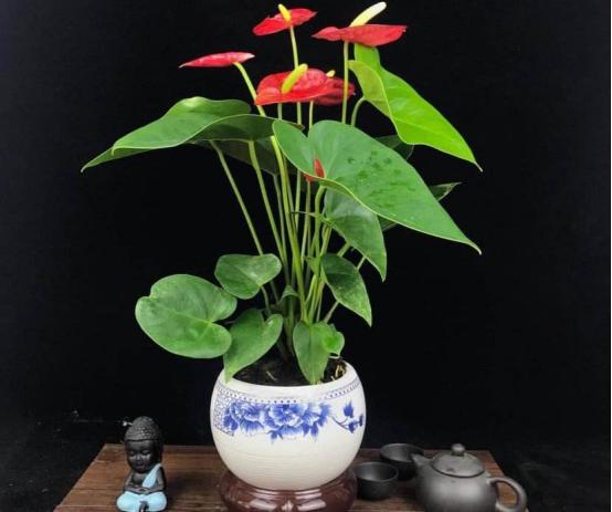 红掌如何救活,怎么救活红掌烂根