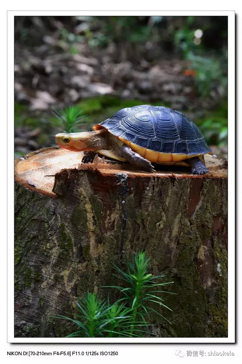 黄缘乌龟宠物,黄缘龟喜欢的植物