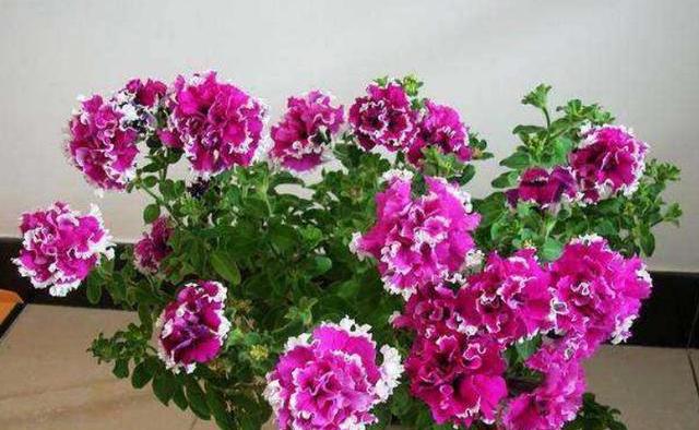 风油精能杀花盆中的小黑飞吗,杀灭花盆小黑飞专用药