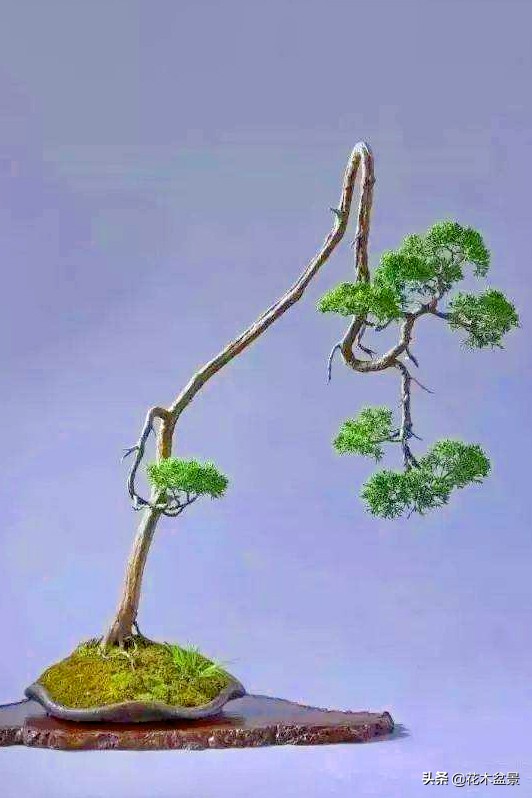 文人树盆景，宣泄一种情绪，吐露一种幽愤