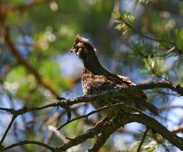 大兴安岭的飞龙是什么鸟,大兴安岭纯野生飞龙鸟高清图片