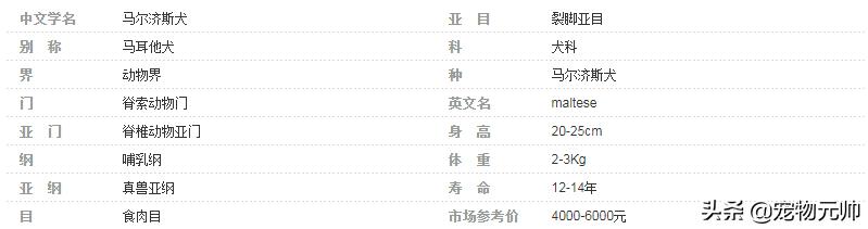 可爱小型犬品种大全排名,世界上最可爱的小型犬