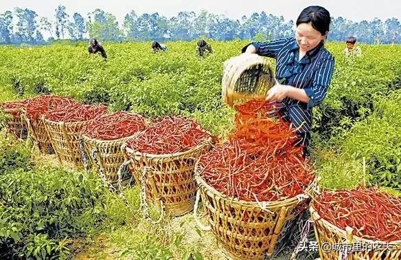 新农人创业的1000种方法,新农人生意思路和方法