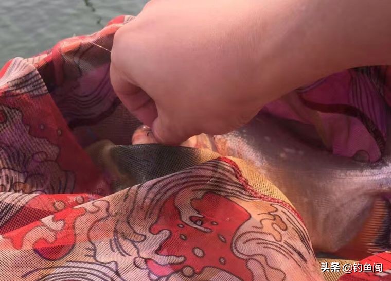 什么鱼老是咬断子线,可以咬断鱼线的鱼
