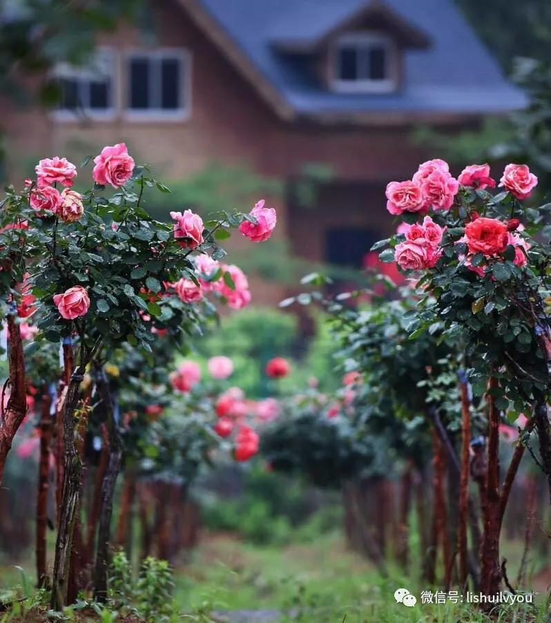 南京溧水千亩玫瑰,南京玫瑰园千亩花海迎来盛花期