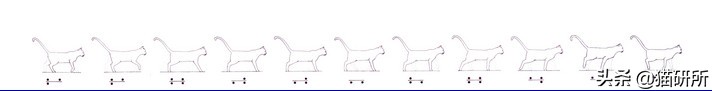 猫咪的魔性走姿,猫咪的十种沙雕动作