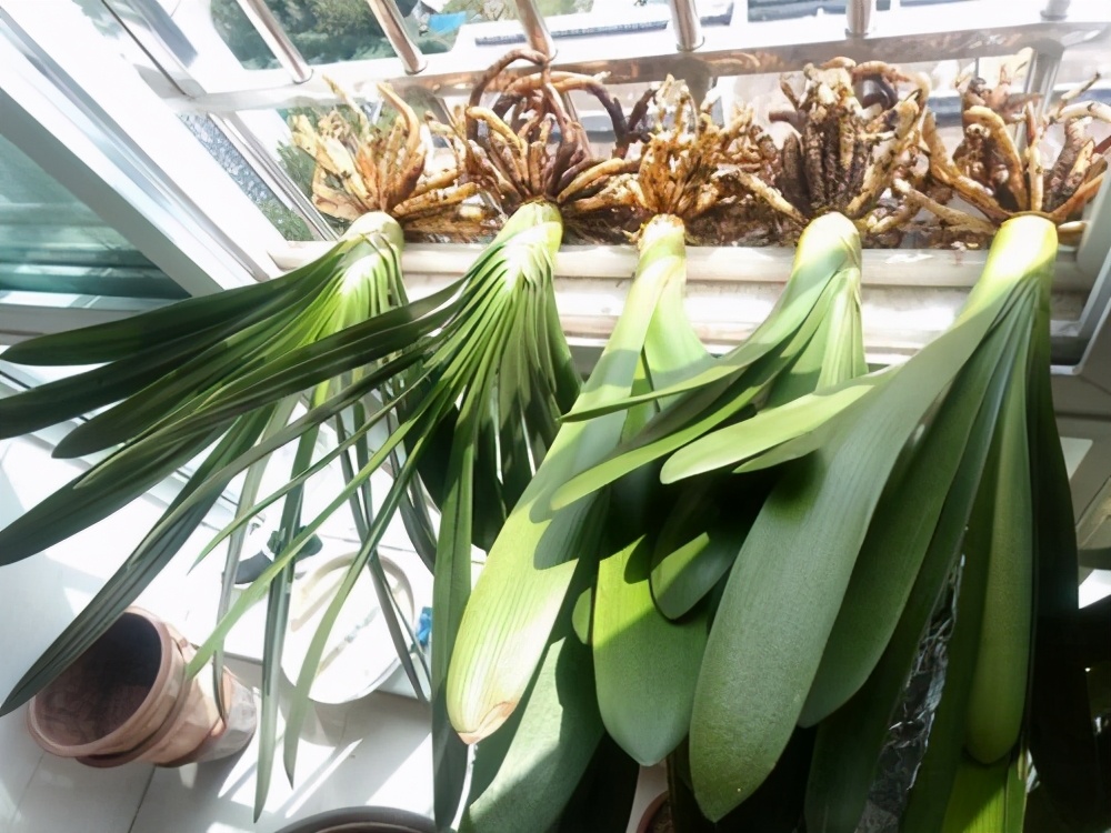 君子兰换盆的正确方法和注意事项,君子兰换盆注意事项及图解