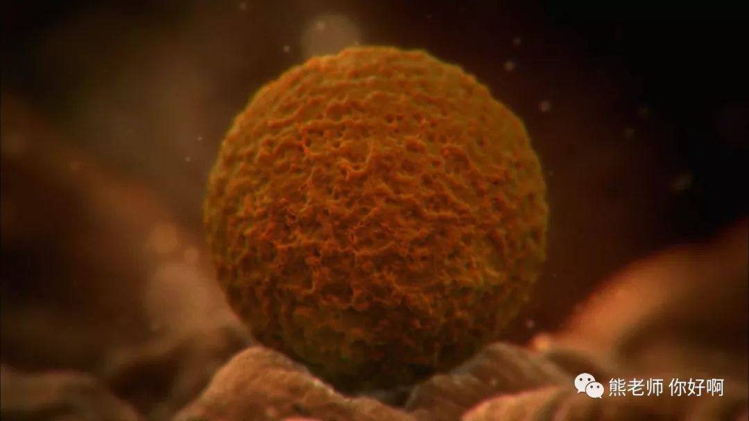 生命起源卵子,生命起源胚胎形成完整版