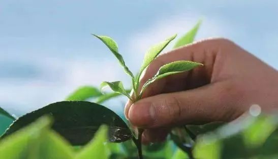 纯天然无化学成分护肤品,无防腐剂的化妆品真的好吗