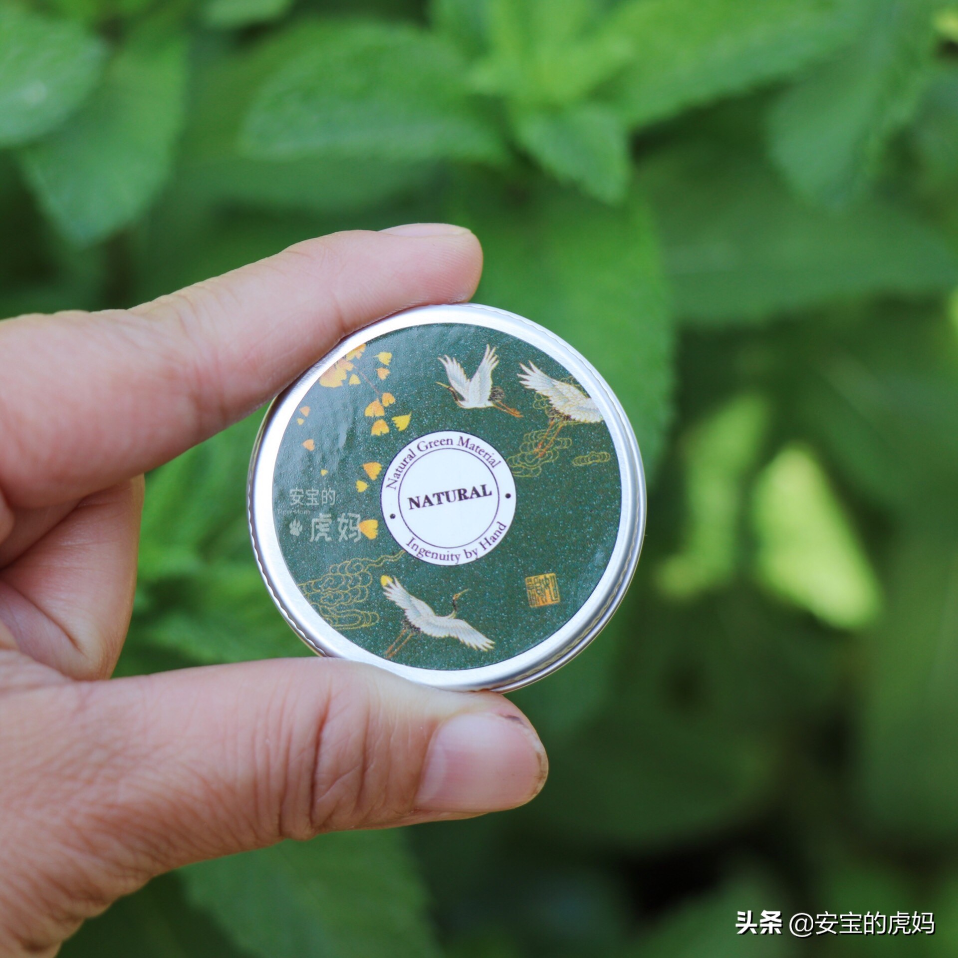 用薄荷制作防蚊膏,蚊虫叮咬薄荷膏