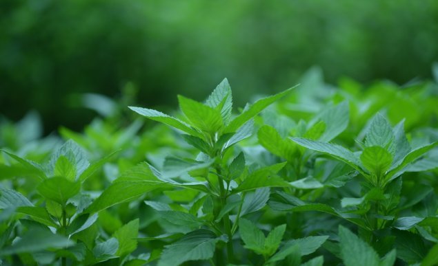 花园里防蚊子,在花园里劳作