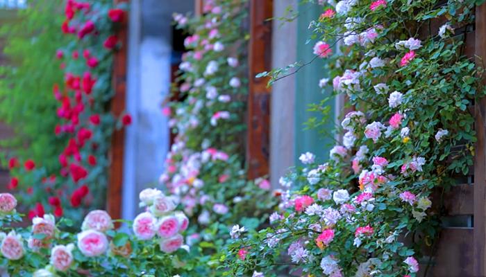 李子柒挖竹笋全过程视频,李子柒制作春笋视频