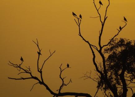 褐色鸟群,褐色鸟群的故事概括