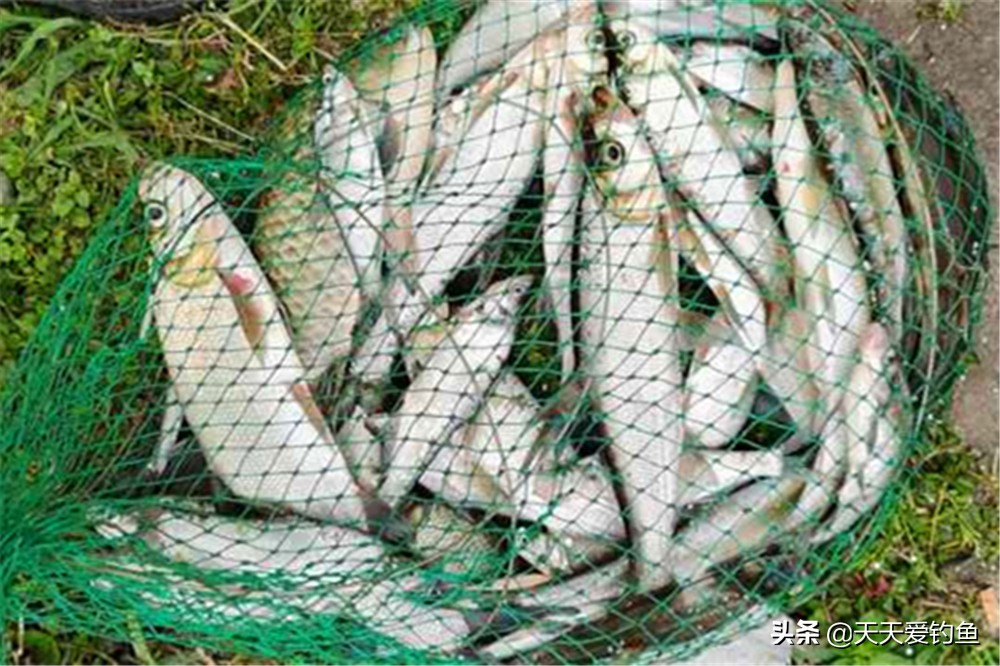 拉饵逗钓还是搓饵,拉饵钓翘嘴逗钓