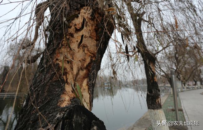 门前有柳树风水怎么说,门前栽柳树的说法