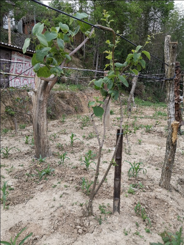 老爸栽的果木，品种很多哦！