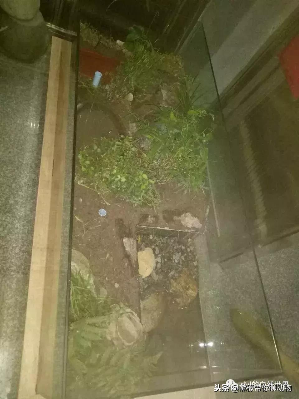 丛林造景黄缘龟池设计图大全,龟宝宝黄缘龟生态缸造景教程