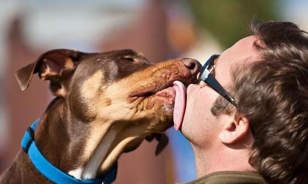 狗狗尾巴动作代表的含义,狗狗的尾巴动作代表的含义