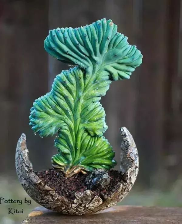 大叔养多肉20年，一片叶子上万块，盆盆都快成精了！