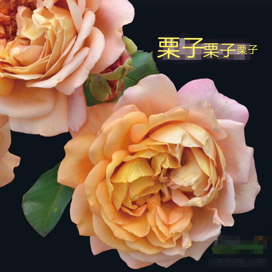 木村卓功推荐的月季,木村卓功月季