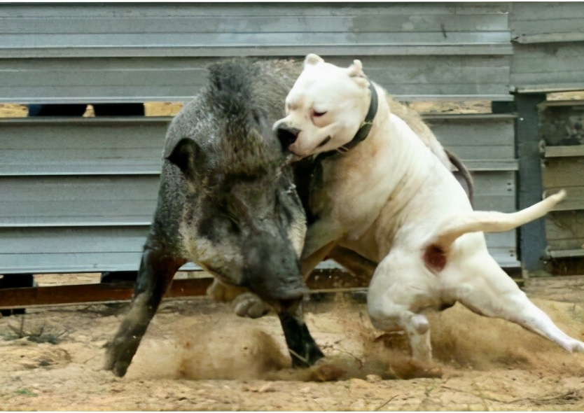 养杜高犬的5大危害你还敢养吗,养杜高犬犯法吗