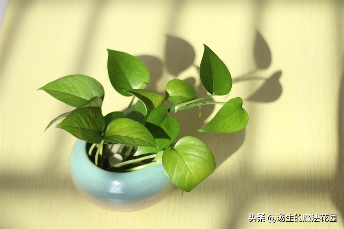 绿萝适合跟鱼一起养吗,绿萝下雨天可以放到外面淋雨